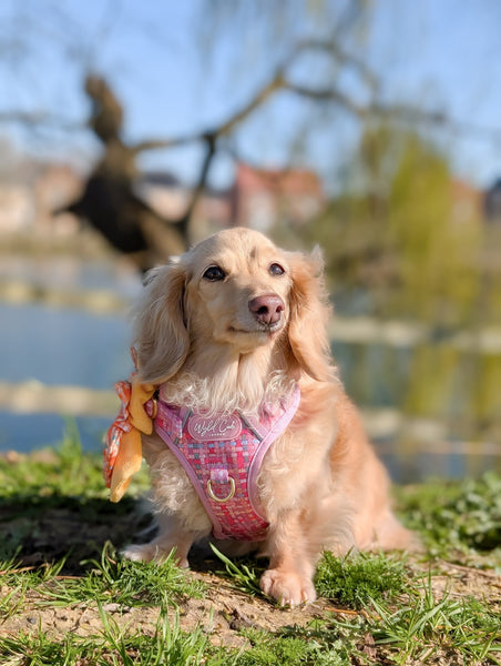 Step & Switch® Dog Harness: Belgravia Bonbon