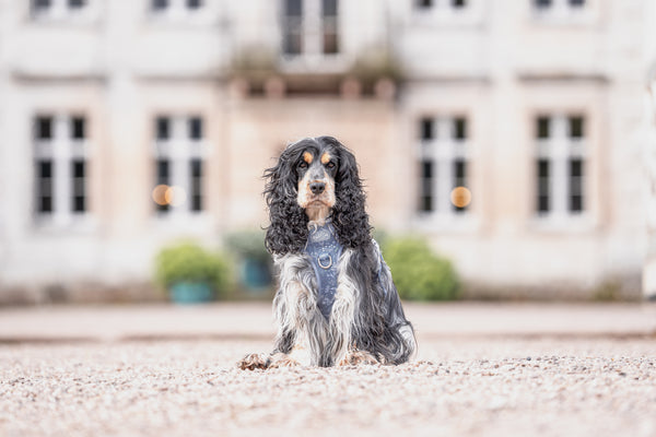 Step & Switch® Dog Harness: Chiswick Dovetail