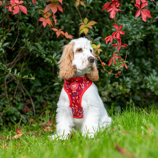 Adjustable Dog Harness: Hampstead Fireside