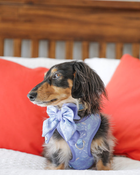 Dog Butterfly Bow: Chiswick Aeris