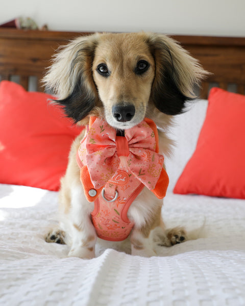 Dog Butterfly Bow: Chiswick Papaya