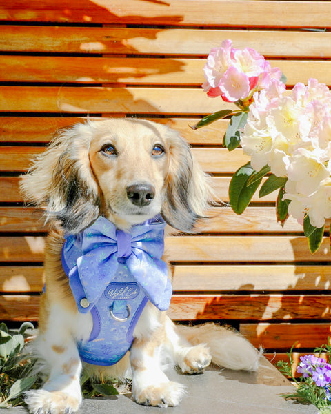 Dog Butterfly Bow: Chiswick Aeris