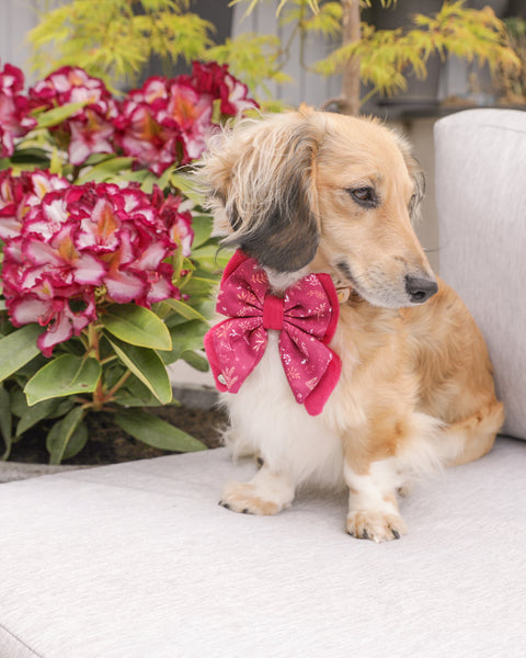 Dog Butterfly Bow: Chiswick Dragonfruit