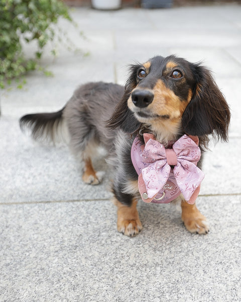 Dog Butterfly Bow: Chiswick Rosewood