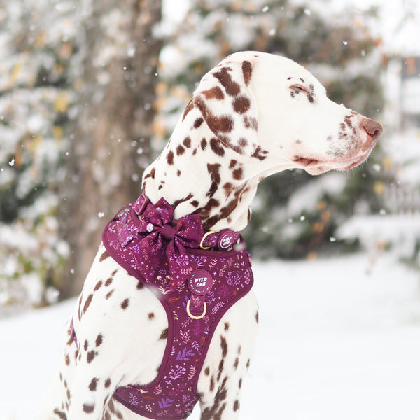 Dog Sailor Bow Tie: Chiswick Fig