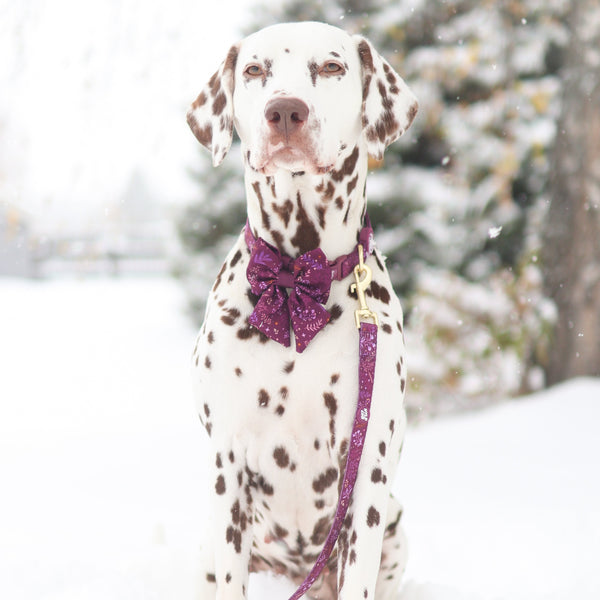 Adjustable Dog Collar: Chiswick Fig