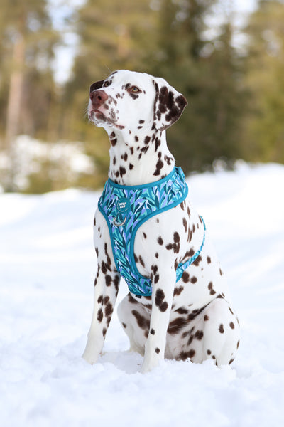 Adjustable Dog Harness: Kew Agave