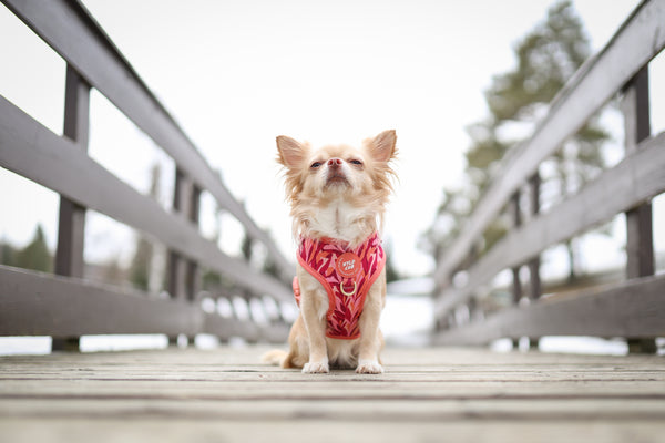 Adjustable Dog Harness: Kew Honeysuckle