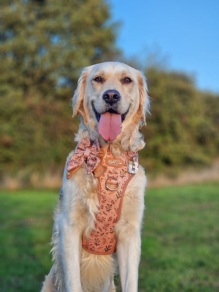 Dog Butterfly Bow: Chiswick Nutmeg