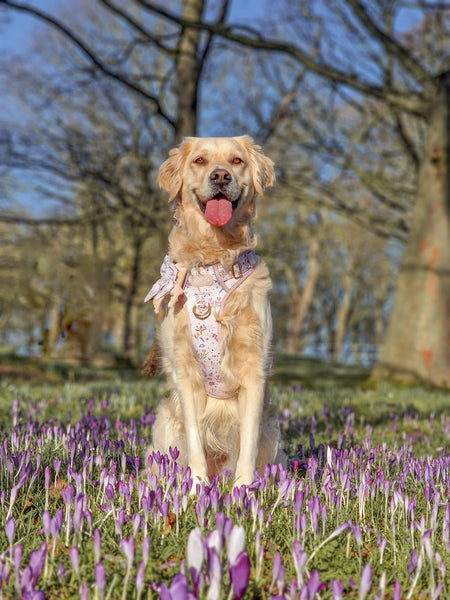 Step & Switch® Dog Harness: Chiswick Oyster