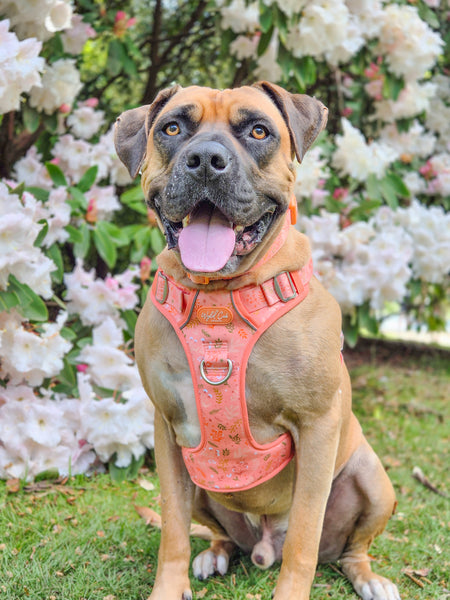 Step & Switch® Dog Harness: Chiswick Papaya