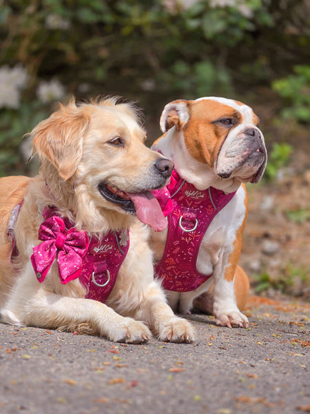 Dog Butterfly Bow: Chiswick Dragonfruit