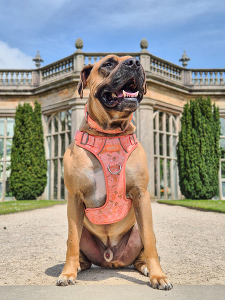 Step & Switch® Dog Harness: Chiswick Papaya