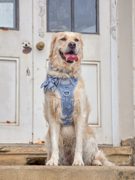 Dog Butterfly Bow: Chiswick Dovetail