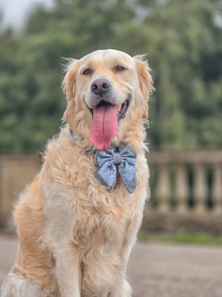 Dog Butterfly Bow: Chiswick Dovetail