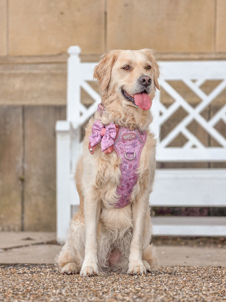 Step & Switch® Dog Harness: Chiswick Rosewood