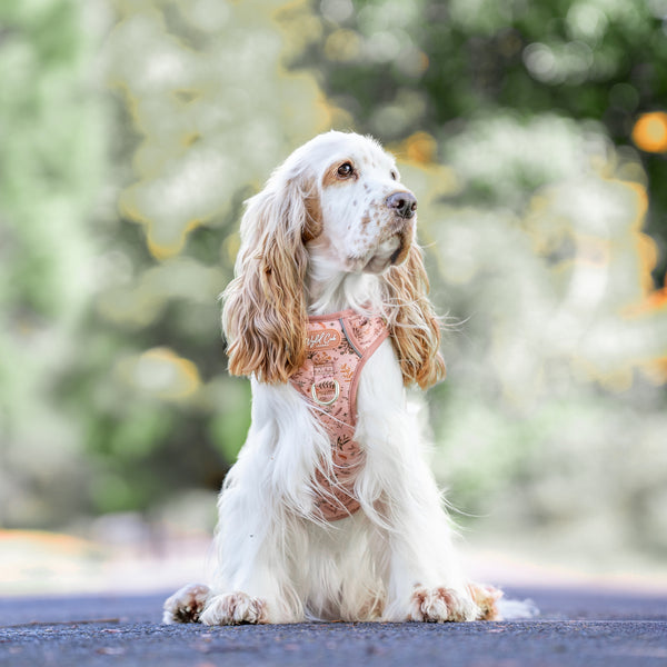 Step & Switch® Dog Harness: Chiswick Nutmeg