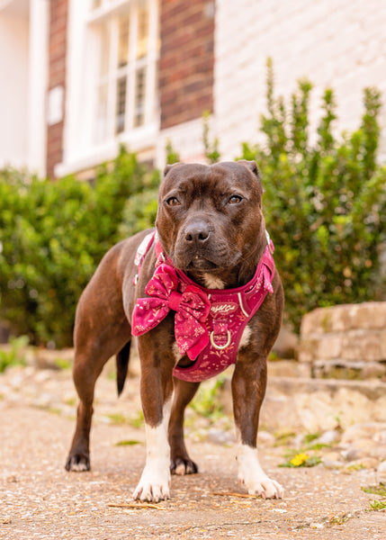 Dog Butterfly Bow: Chiswick Dragonfruit