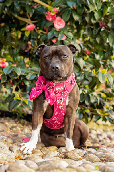 Step & Switch® Dog Harness: Chiswick Dragonfruit
