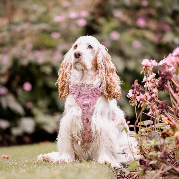 Step & Switch® Dog Harness: Chiswick Rosewood