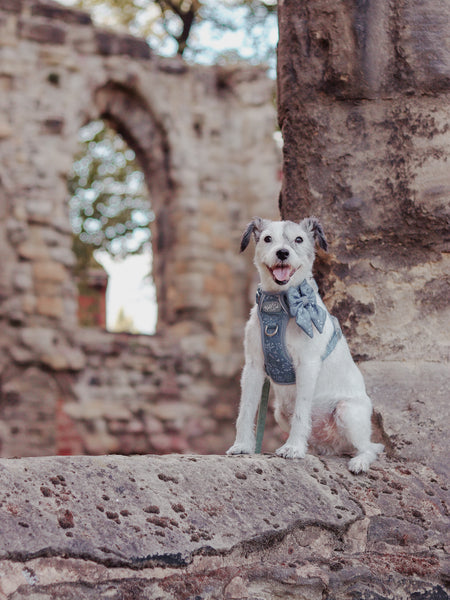 Dog Sailor Bow: Chiswick Dovetail