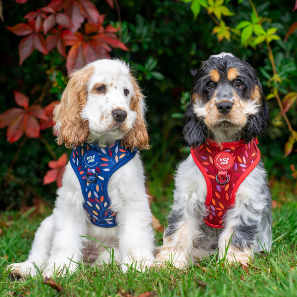 Adjustable Dog Harness: Hampstead Moonlight