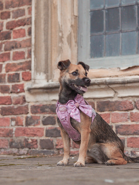 Step & Switch® Dog Harness: Chiswick Rosewood