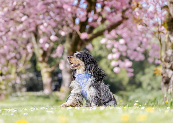 Step & Switch® Dog Harness: Chiswick Aeris