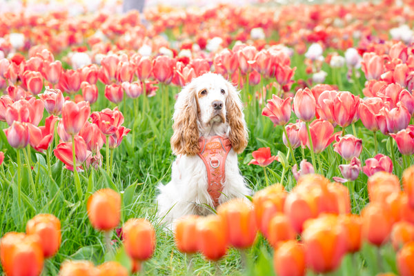 Step & Switch® Dog Harness: Chiswick Papaya