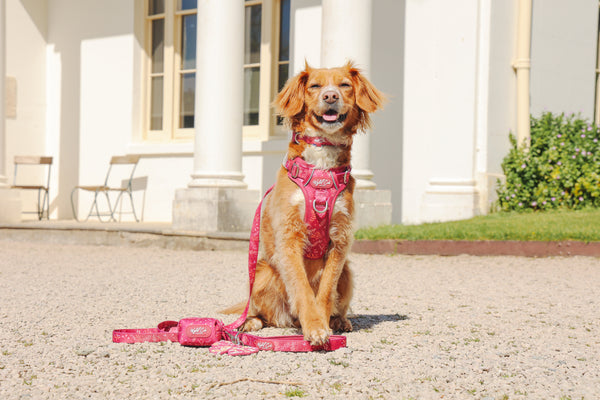 Dog Lead: Chiswick Dragonfruit