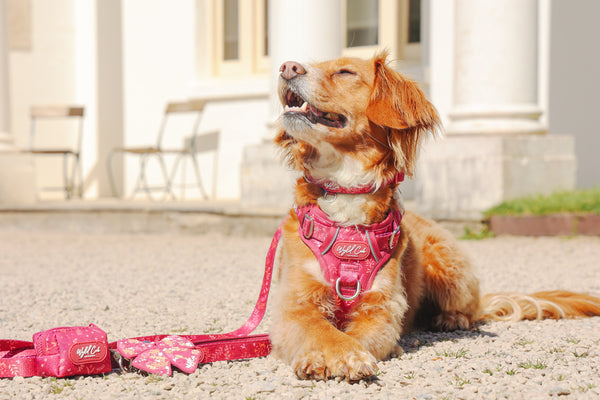 Dog Poop Bag Holder: Chiswick Dragonfruit