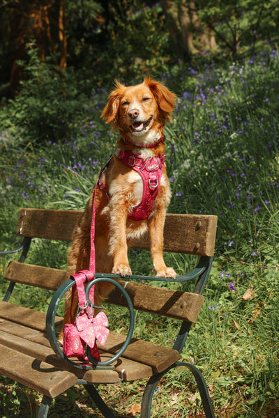 Step & Switch® Dog Harness: Chiswick Dragonfruit