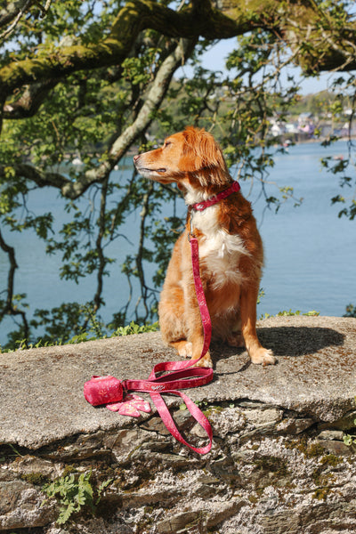 Adjustable Dog Collar: Chiswick Dragonfruit