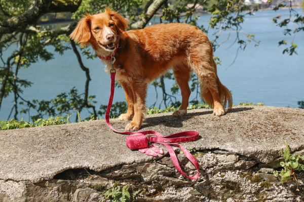 Adjustable Dog Collar: Chiswick Dragonfruit