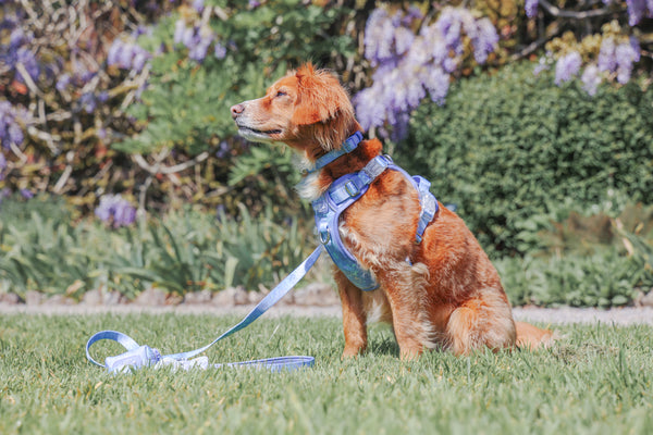 Step & Switch® Dog Harness: Chiswick Aeris