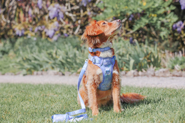 Dog Poop Bag Holder: Chiswick Aeris