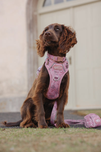Adjustable Dog Harness: Chiswick Rosewood