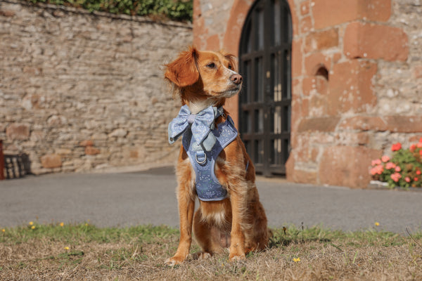 Dog Butterfly Bow: Chiswick Dovetail