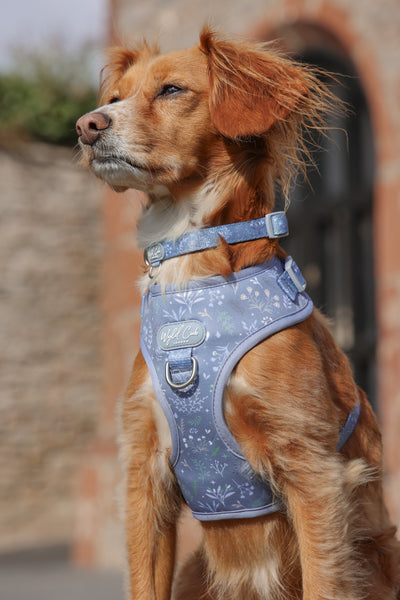 Adjustable Dog Harness: Chiswick Dovetail