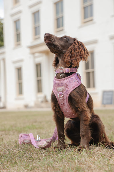 Adjustable Dog Collar: Chiswick Rosewood