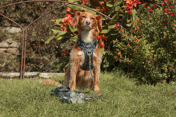 Step & Switch® Dog Harness: Chiswick Ravenwood