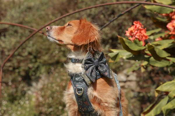 Dog Butterfly Bow: Chiswick Ravenwood