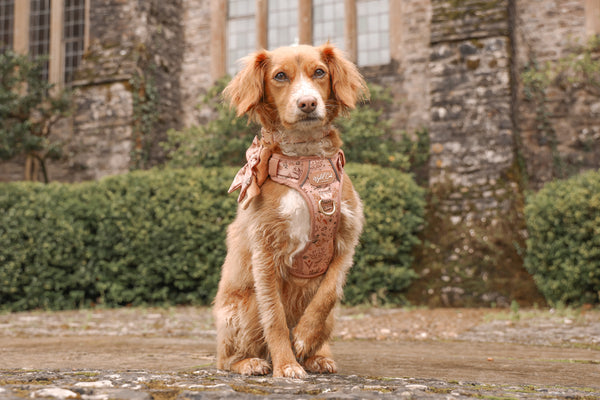 Step & Switch® Dog Harness: Chiswick Nutmeg