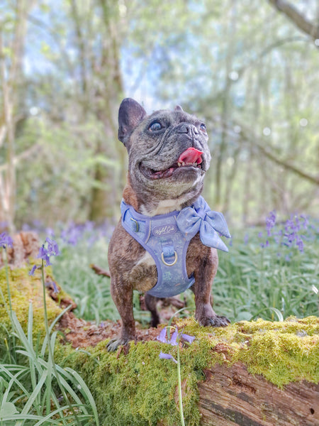 Step & Switch® Dog Harness: Chiswick Aeris
