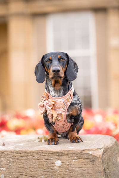 Dog Butterfly Bow: Chiswick Nutmeg