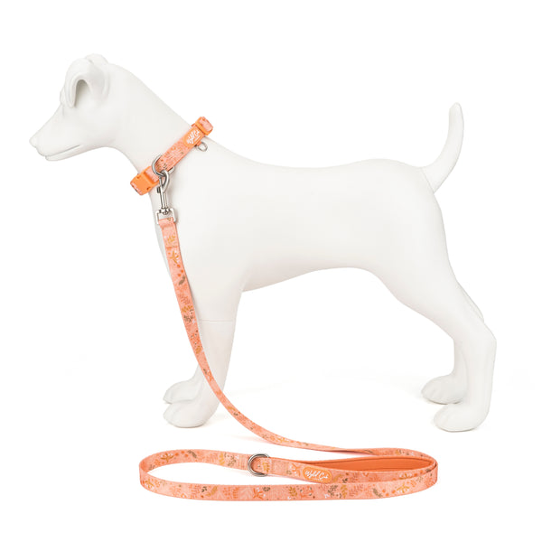 Adjustable Dog Collar: Chiswick Papaya