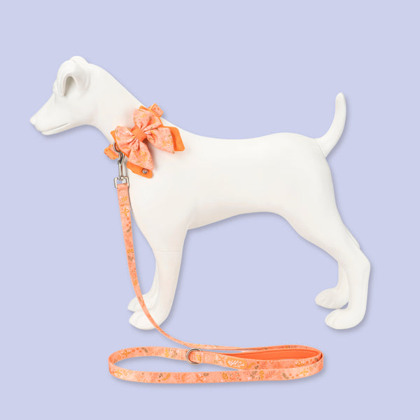 Adjustable Dog Collar: Chiswick Papaya