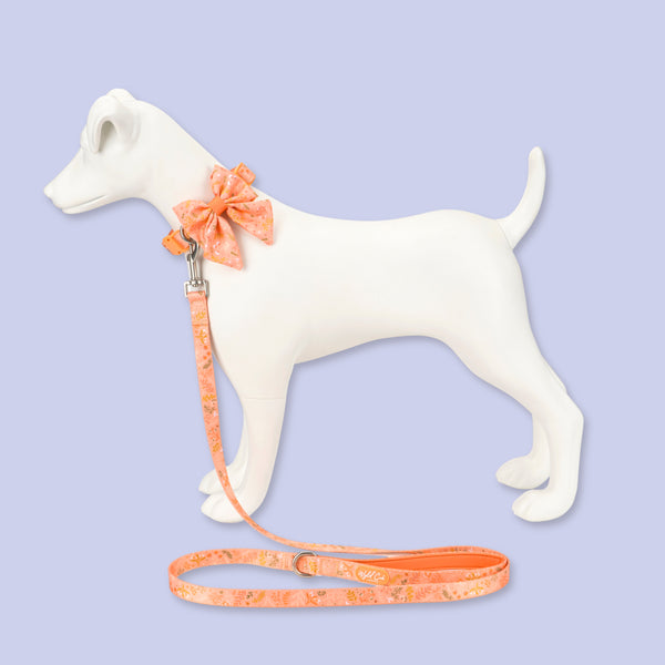 Adjustable Dog Collar: Chiswick Papaya