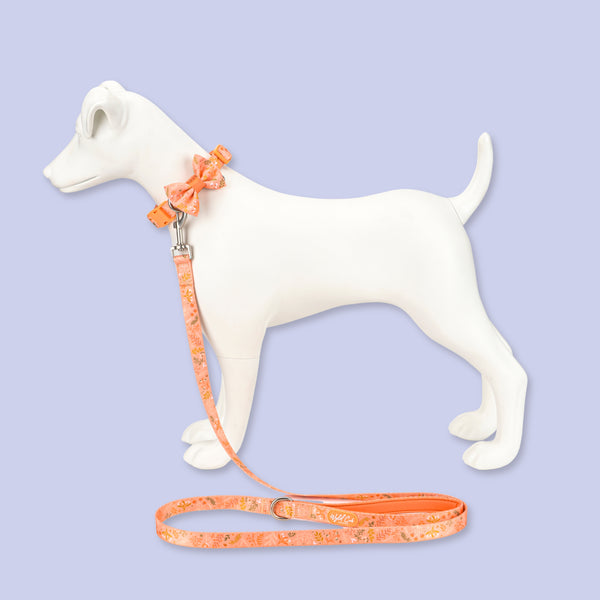 Adjustable Dog Collar: Chiswick Papaya