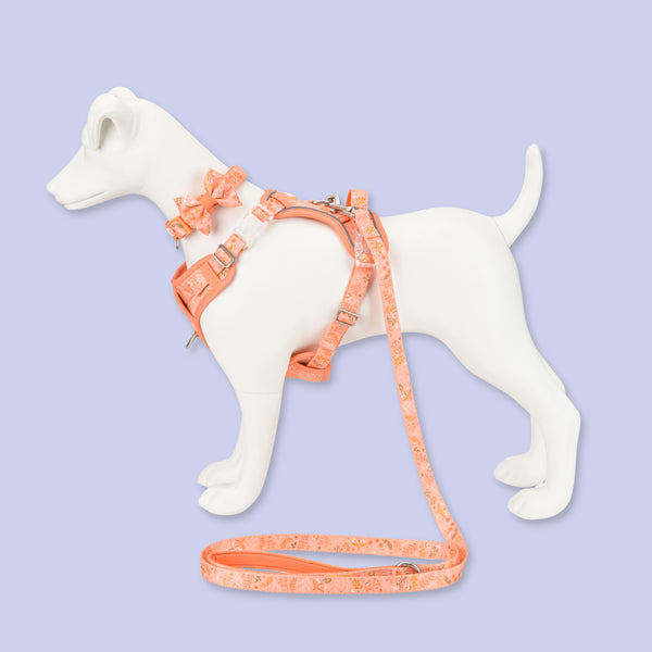 Dog Dickie Bow: Chiswick Papaya